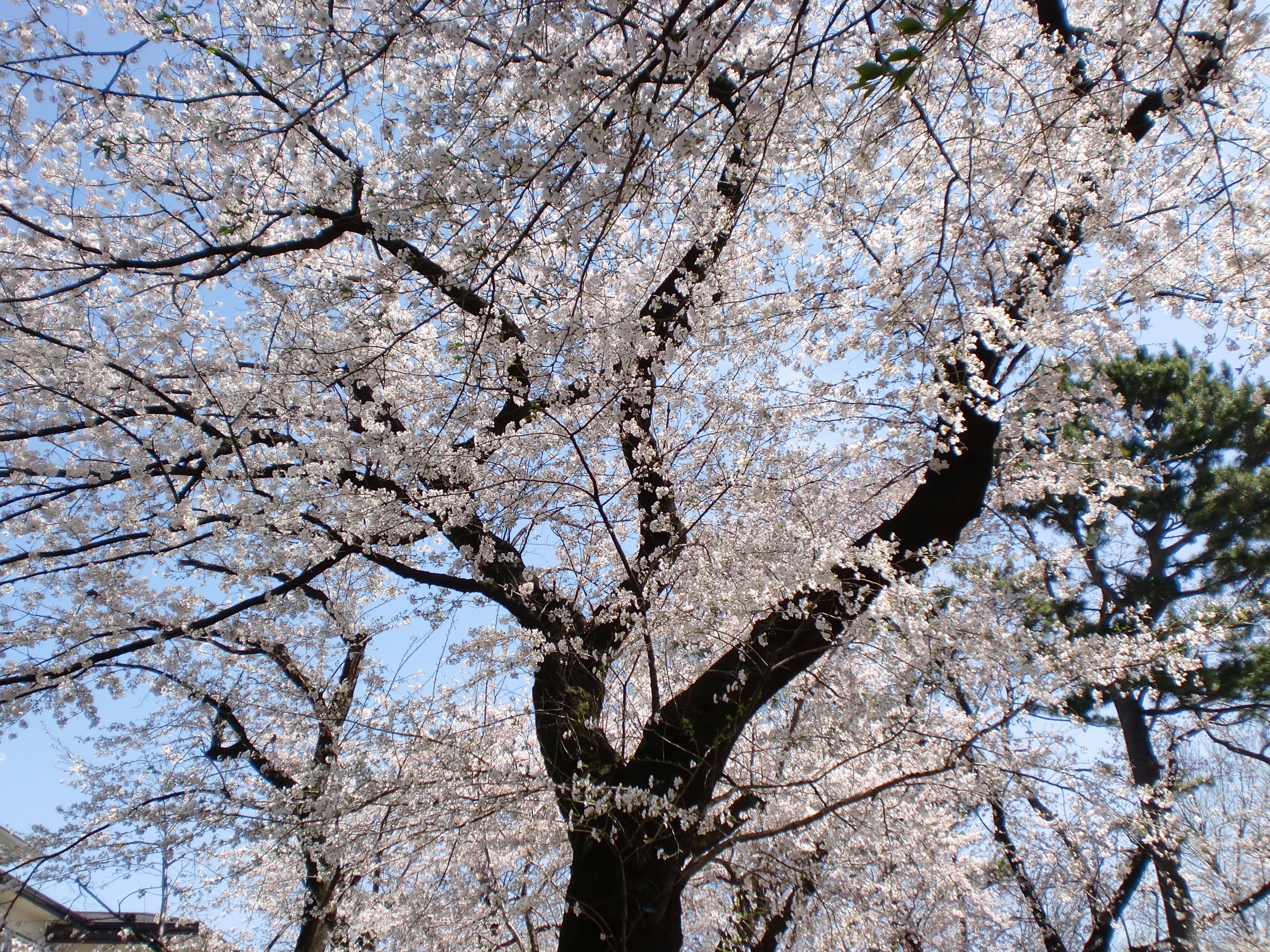 桜アップ