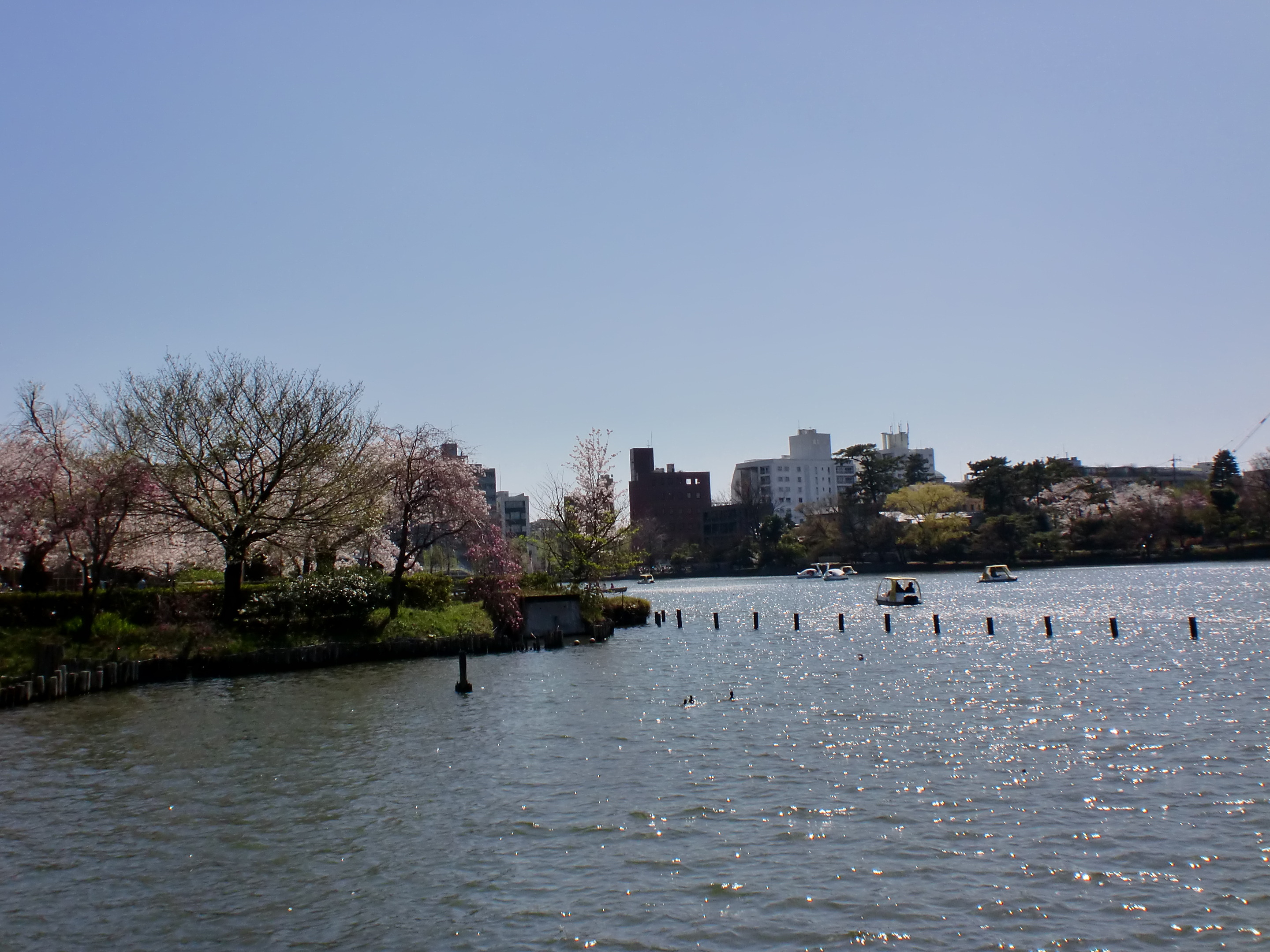 満開の桜
