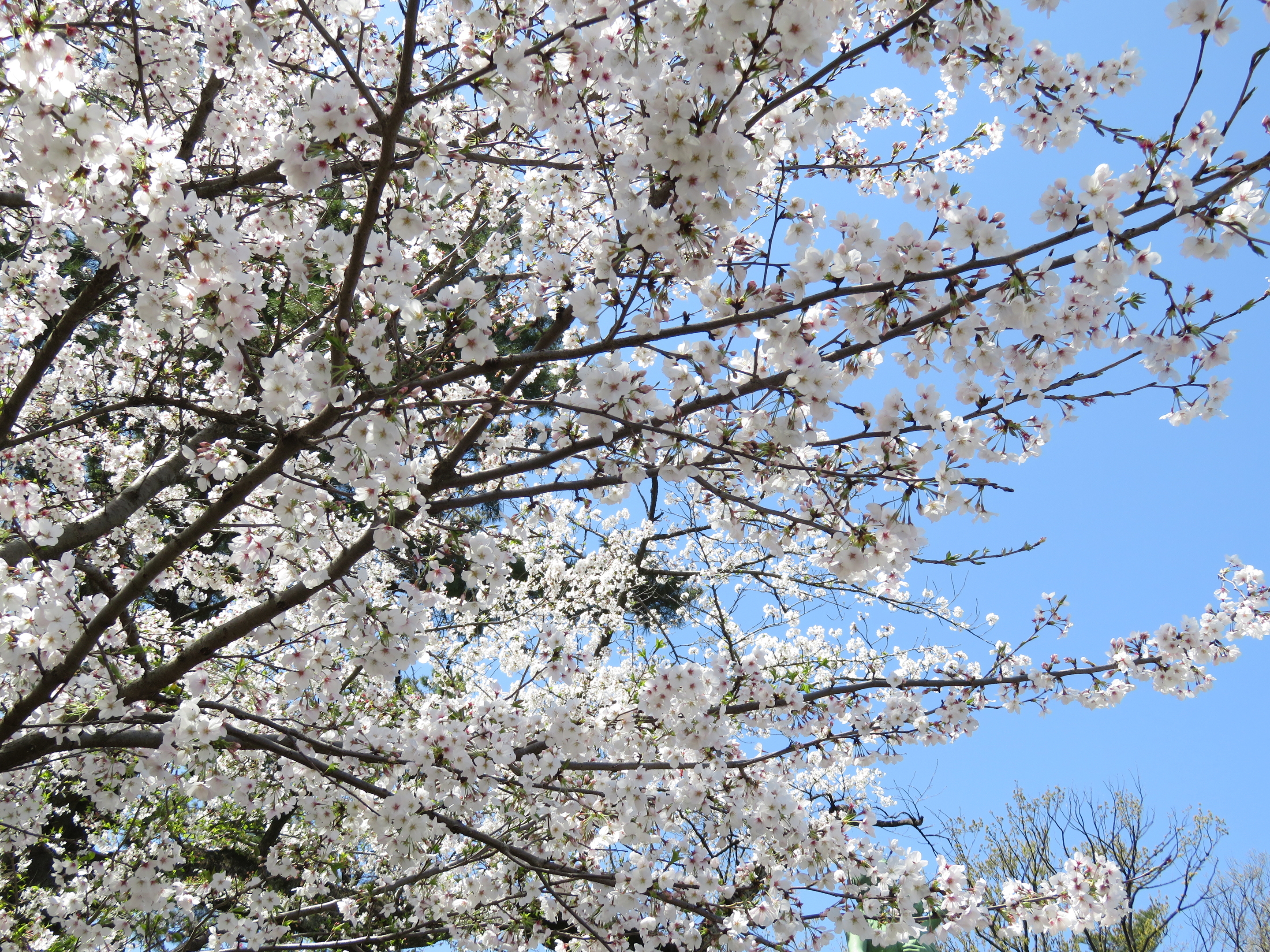 桜